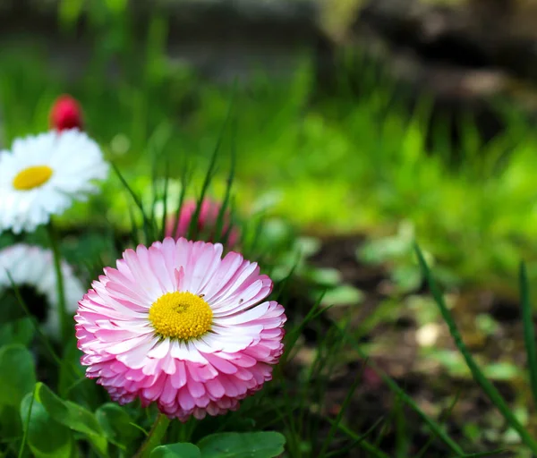 Lindas Flores Rosa Como Uma Imagem Fundo — Fotografia de Stock