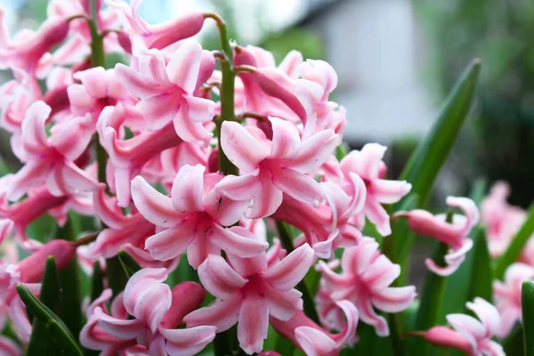 Beautiful Pink Flowers Background Image — Stock Photo, Image