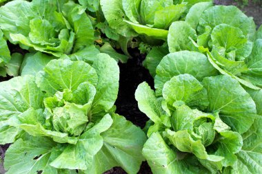 Yaz mevsiminde sebze bahçesinde lahana.