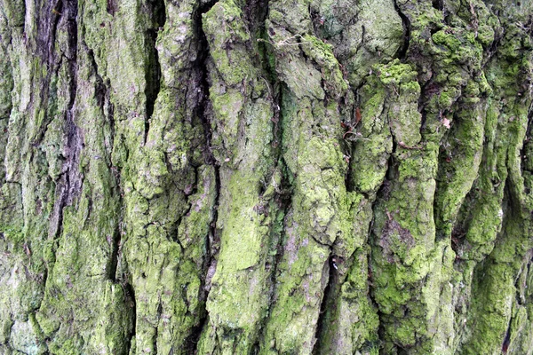 Sprucken bark — Stockfoto