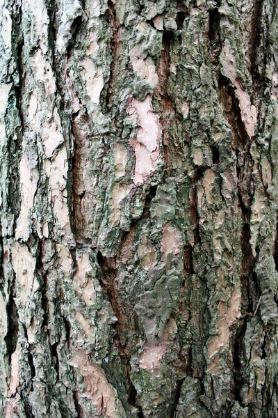 Corteza de árbol — Foto de Stock