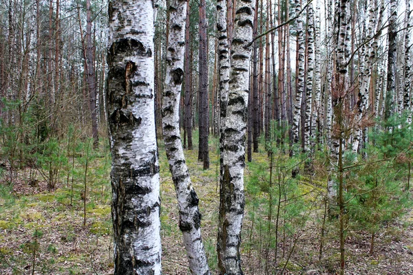 Berkenbos — Stockfoto