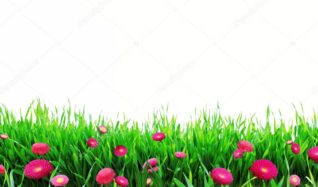 Grass with flowers.