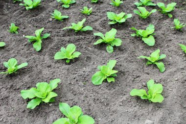 Genç lahanası lahana