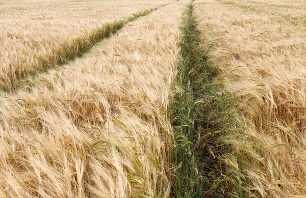 Campo de grano — Foto de Stock