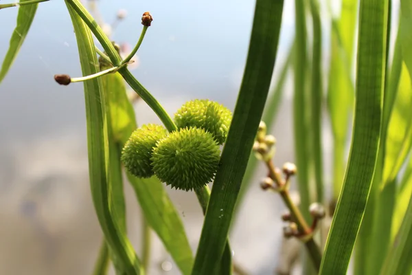 Las semillas de plantas acuáticas — Foto de Stock