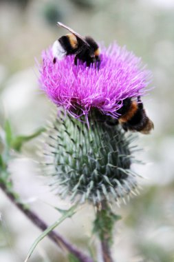 Böcekler üzerinde mor bir çiçek