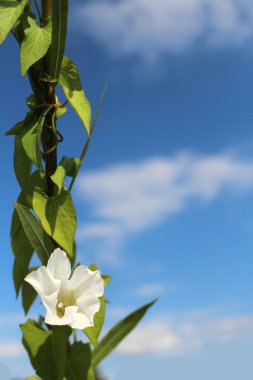 beyaz düğün çiçeği