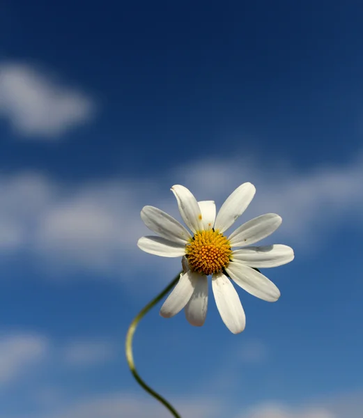 Gänseblümchen — Stockfoto