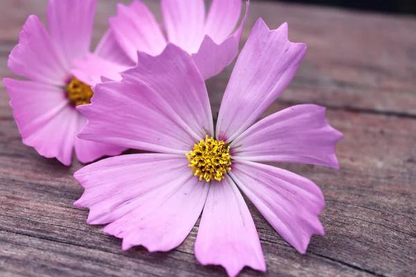 Flor rosa — Foto de Stock