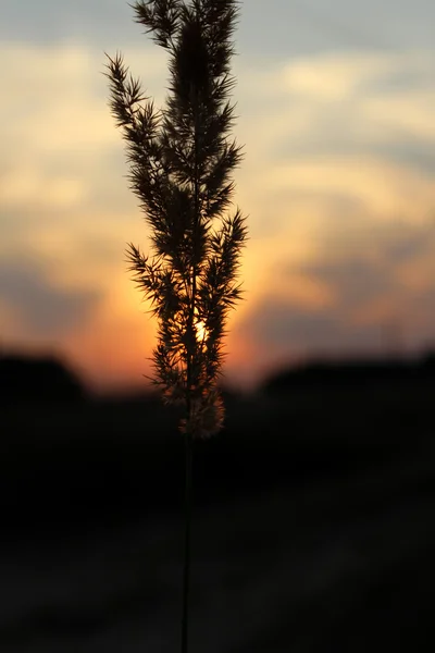 Noche en el bosque — Foto de Stock