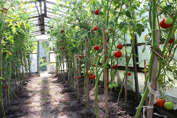 Grönsaker växthus — Stockfoto