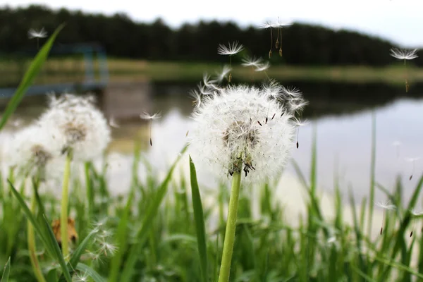 Dandelions — Stock Photo, Image