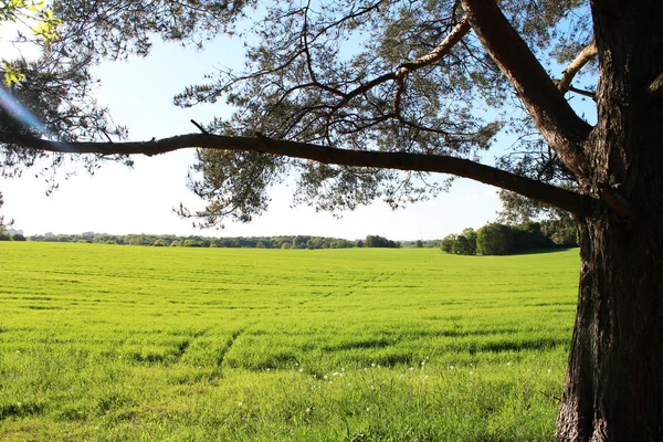 Tree — Stock Photo, Image