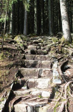 Ormanda taş merdivenler