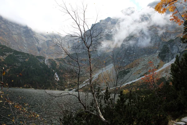 Arbre nu dans les montagnes — Photo