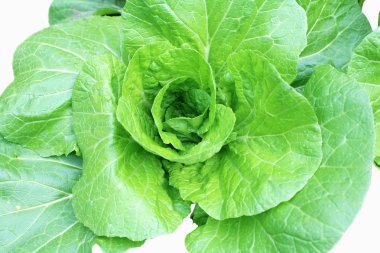 Beyaz arka planda genç lahana