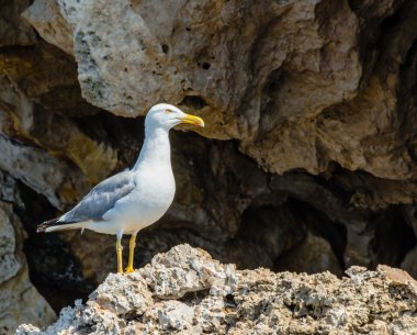 Kayanın üzerinde sarı gagalı beyaz bir martı.