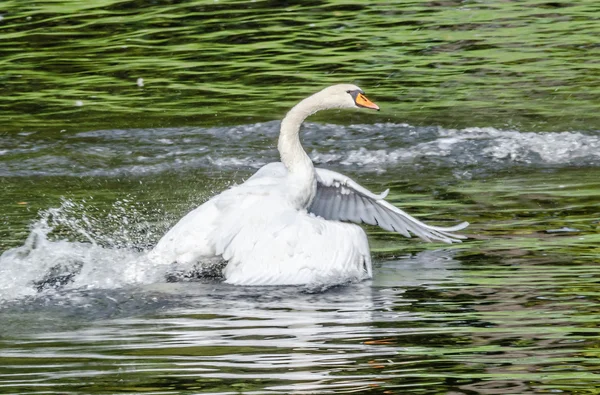 Cygne blanc flottant dans le lac avec l'eau verte . — Photo