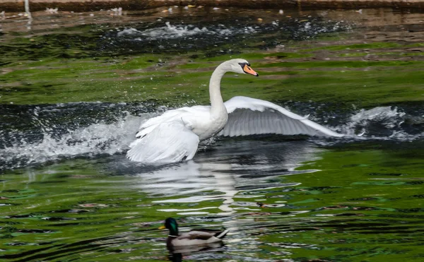 Cygne blanc flottant dans le lac avec l'eau verte . — Photo