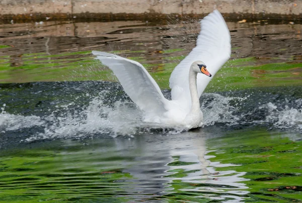 Cisne blanco flotando en el lago con el agua verde . — Foto de Stock