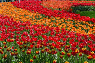 Kırmızı ve turuncu çiçek açması lale birçok tomurcukları