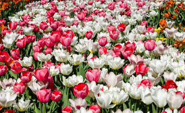 Cama de flores de tulipas brancas e rosa — Fotografia de Stock