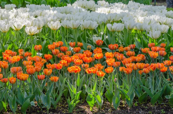 Cama de flores de tulipas brancas e laranja — Fotografia de Stock