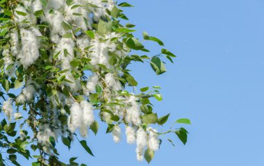 Poplar fluff on the flowering branches clipart