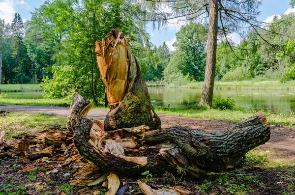 El tronco de un árbol aserrado —  Fotos de Stock