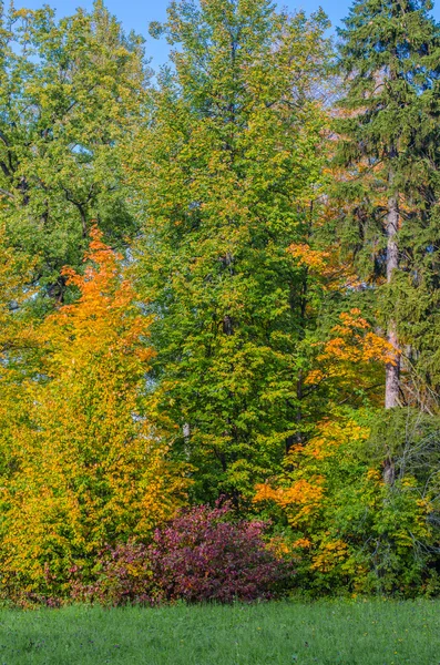 巴甫洛夫斯克的秋天 — 图库照片