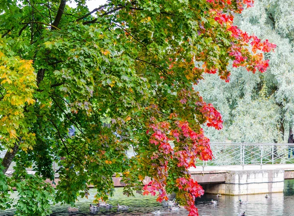 Arka plan beyaz willows Gatchina Palace Park üzerinde sonbahar renkli akçaağaç yaprakları — Stok fotoğraf