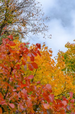 Dalları ile mavi gökyüzü arka plan üzerinde sonbahar yaprakları