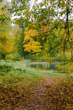 Sonbahar ormandaki yaprakları ile mayınları road,.
