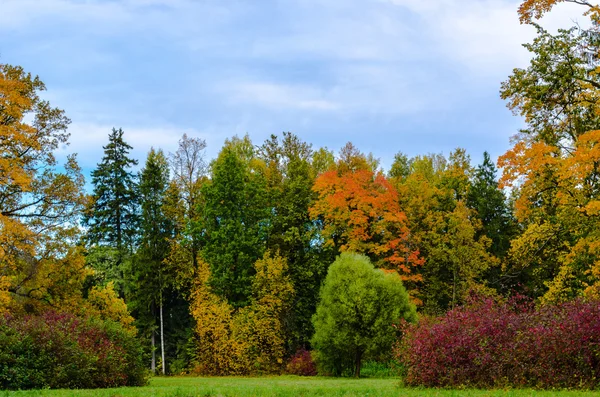 Floresta de outono com prado contra o céu azul e nuvens — Fotografia de Stock