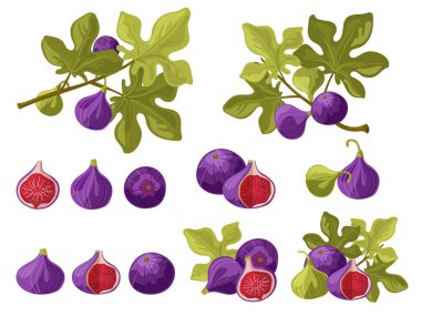 Fig. Fruits and leaves on a branch and separately, whole and in section. A beautiful and delicious set of juicy fig berries. Vector isolated on a white background.