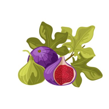 İncir. Sulu, lezzetli ve sağlıklı incir meyveleri. Beyaz arkaplanda izole edilmiş vektör.