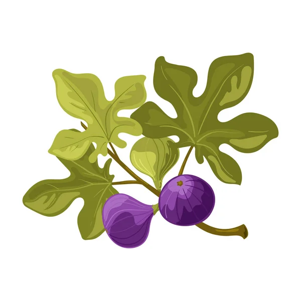 Fig Bacche Fico Succose Deliziose Sane Vettore Isolato Sfondo Bianco — Vettoriale Stock