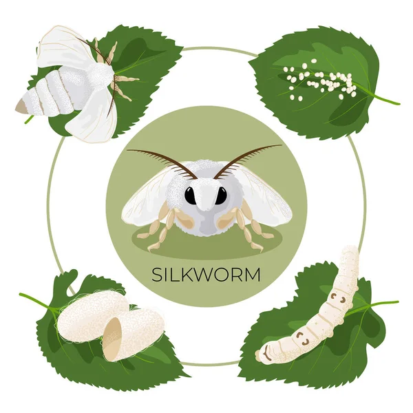 Silkworm Stages Development Life Cycle Egg Caterpillar Cocoon Butterfly Can — Vettoriale Stock