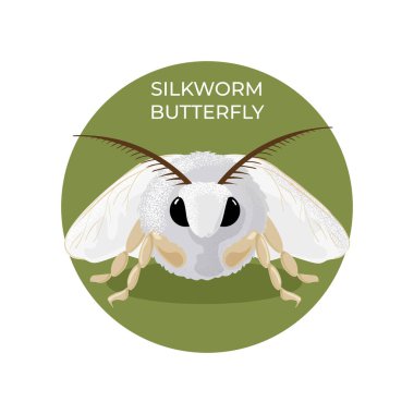 İpek böceği kelebeği. Güzel bir böcek. Eğitici bir görsel yardım olarak mükemmeldir. Vektör illüstrasyonu, izole.