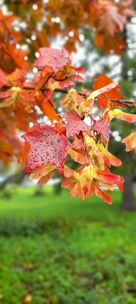 Feuilles Brillantes Automne Nature Automne — Photo