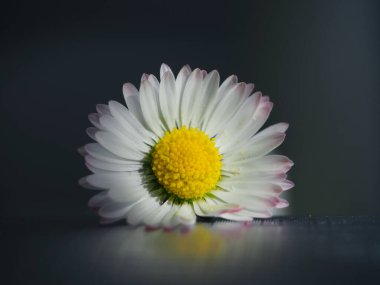 Güneşte papatya, beyaz ve sarı renkler ve gri arkaplan, çiçek başı, güneşte çiçek kağıdı.