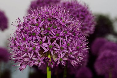 Sarımsak çiçeği, Allium giganteum, Allium 'un en uzun türü, çiçek açan bahçe.