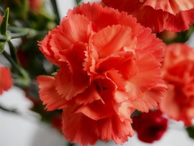  karanfil çiçeği, yakın plan fotoğraf, mikrograf, Dianthus caryophyllus, parlak renkler, posterler, afişler, çiçekçiler, reklamcılar veya bloglar için, web için