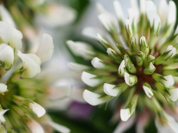 White clover background, microphotography, white flowers aesthetic wallpaper image, Trifolium repens, care, and fragile feel