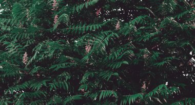 Yeşil yapraklar arka plan, retro renk tarzı, ağaç yaprakları, odunsu bitki