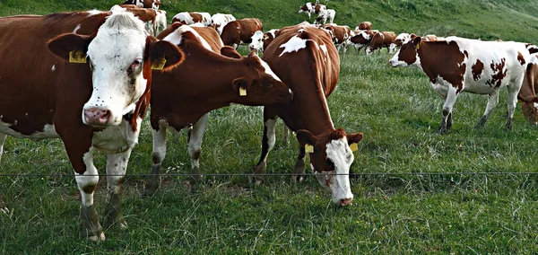 Cows Eat Field Green Grass Brown White Cows — Stock Photo, Image