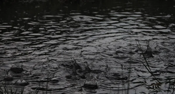 Lluvia Caída Agua Nivel Del Agua Caída Gotas Lago Naturaleza — Foto de Stock