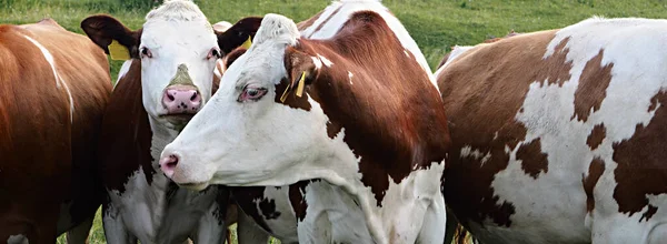 Photo Cows Farm Ranch Agriculture — Stock Photo, Image