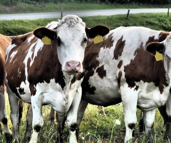 Cow Looking Background Cow Picture Cow White Brown Cows Farm — Stock Photo, Image